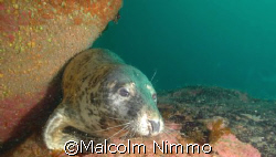 A seal taken from the Isles of Scilly  by Malcolm Nimmo 